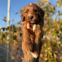 Royal - Red  male Goldendoodle puppy in Waterford, California from Alvdoodles