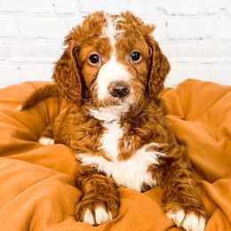 Queen - Goldendoodle puppy in Lehi, Utah from Larsen Litters