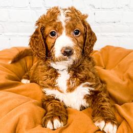 Queen - Goldendoodle puppy in Lehi, Utah from Larsen Litters