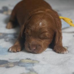 Simba - Red male Australian Labradoodle puppy in Fontana, California from Glory Labradoodle’s
