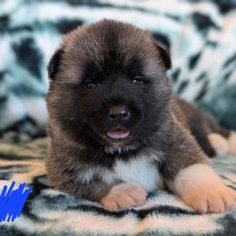 AKC Boy 'Ronin' - Brown male Akita puppy in Tombstone, Arizona from WeVolution Off-Grid