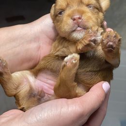 French Bulldog and Yorkshire Terrier Puppies from Casa De Silva LLC