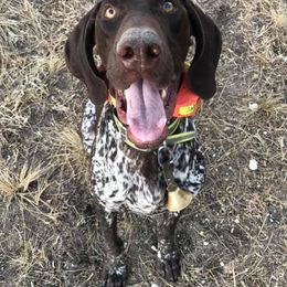 German Shorthaired Pointers from Russell's GSPs