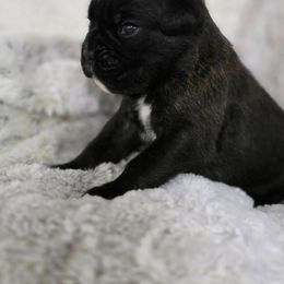 Alex - Brindle male Boxer puppy in Thompson, Pennsylvania from Moonlitboxers