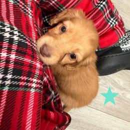 Lola - Red female Dachshund puppy in St Johns, Arizona from Glamorous Doxies