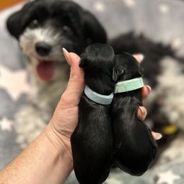 Jean Luc - Black male Havanese puppy in Orange, California from Havanese Bragger’s