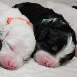 Aragorn - Tri-color male Bernedoodle puppy in Granton, Wisconsin from Rose River Farms