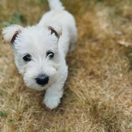 Scottish Terrier Puppies from Rainier Scotties