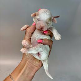 Bo Peep - Parti female Goldendoodle puppy in Hot Springs, Arkansas from Hot Springs Kennels