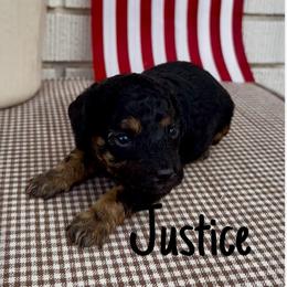Justice - Black and tan male Cavapoo puppy in St. George, Utah from Ibby Dibby doodles