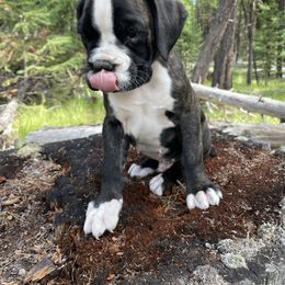 Astro - Brindle male Boxer puppy in Marion, Montana from Serendipity's European Boxers
