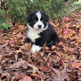 Australian Shepherd Puppies from Drummond Aussies