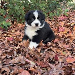 Australian Shepherd Puppies from Drummond Aussies
