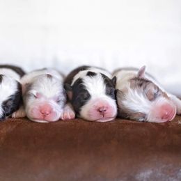 Australian Shepherd Puppies from Riverlook Australian Shepherds