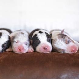 Australian Shepherd Puppies from Riverlook Australian Shepherds