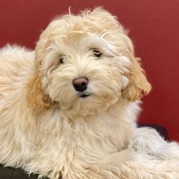 Daisy - Goldendoodle