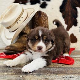 'Lizzie' - Red tri-color female Australian Shepherd puppy in Durand, Wisconsin from Larson’s Legacy Aussome Aussie Kennels