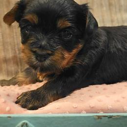 Sally - Black and gold female Yorkshire Terrier puppy in Vancouver, Washington from Yorkastle Kennels