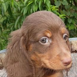 Thadius - Chocolate and tan male Dachshund puppy in Dayton, Ohio from LUXEYPUPS