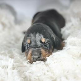 Boy 1 - Black and rust male Doberman Pinscher puppy in Medina, Tennessee from Valorosa Doberman Kennel