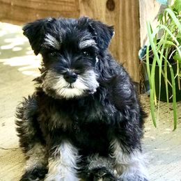 Miniature Schnauzer Puppies from Divine Miniature Schnauzers