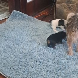 Yorkshire Terrier Puppies from Jackie's Yorkies