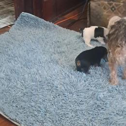 Yorkshire Terrier Puppies from Jackie's Yorkies