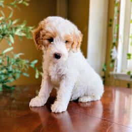 Benedict - Parti male Goldendoodle puppy in Barstow, California from Golden Desert Doodles