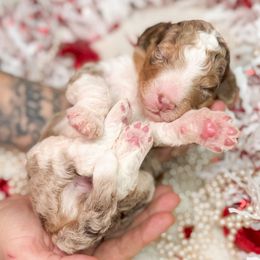 Thunder - Phantom Bernedoodle puppy in Elkin, North Carolina from Poodle and Doodle Haven