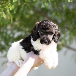 Sable Parti Female - Parti female Poodle puppy in Jacksonville, Florida from Lolo’s Aussiedoodle