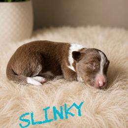 Slinky - Red male Border Collie puppy in Sanger, California from Flying M Cactus Ranch Buddies