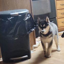 Siberian Husky Puppies from Spirit of the Moon Siberians