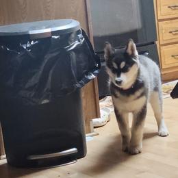 Siberian Husky Puppies from Spirit of the Moon Siberians