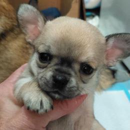 Akc champion sired Blue fawn male Sage - Blue fawn male Chihuahua puppy in Bloomington, Indiana from TJs Chihuahuas