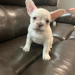 Boxer and French Bulldog Puppies from Beachside Boxers and Frenchies