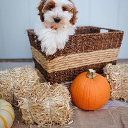 Fawn - Parti female Goldendoodle puppy in Boise, Idaho from Goldendoodle Baby