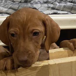 Vizsla Puppies from Carlson Vizslas