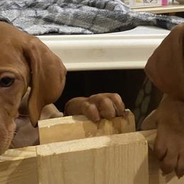 Vizsla Puppies from Carlson Vizslas