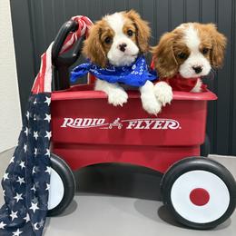 Beagle and Cavalier King Charles Spaniel Puppies from Kuehlers Kavaliers