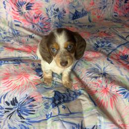 Angelica - Piebald female Dachshund puppy in Lake City, Florida from My Ditzy Doxies of Florida