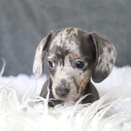 Dachshund and German Shepherd Puppies from Mountain Valley Kennel