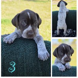 German Shorthaired Pointer Puppies from Vladimir Nikolayev