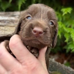Carl (3500) - Chocolate male Dachshund puppy in Steele, Alabama from Taylored Dachshunds