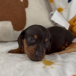 Blue - Black and tan female Dachshund puppy in Bakersfield, California from KC Doxies