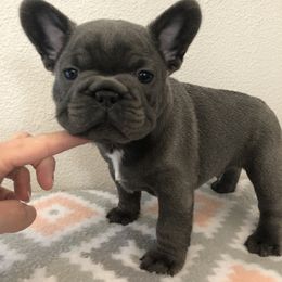 French Bulldog Puppies from Roughneck Frenchies