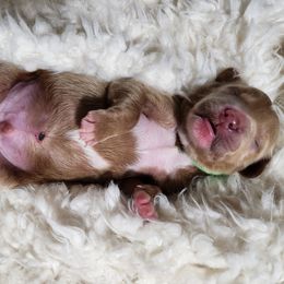 Goldendoodle Puppies from Lila's Teddybear Goldendoodles