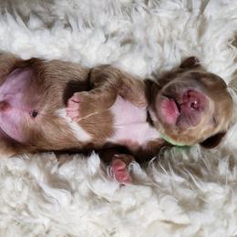 Goldendoodle Puppies from Lila's Teddybear Goldendoodles