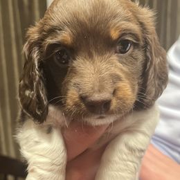 Boy 1 - Chocolate and tan Dachshund puppy in Missoula, Montana from Rocky Mountain Dachshunds