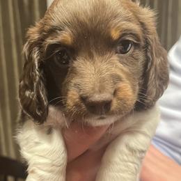 Boy 1 - Chocolate and tan Dachshund puppy in Missoula, Montana from Rocky Mountain Dachshunds