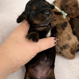 Arwen - Black and tan female Dachshund puppy in Alexander, North Dakota from Wild Rose Ridge Doxies